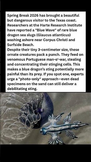 WATCH OUT! Rare Blue Dragons Hitting Texas Beaches 🐉🌊 #wildlife #facts #shorts