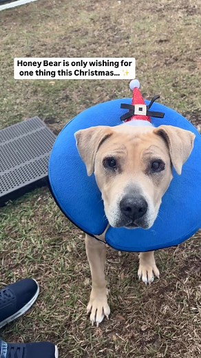 PUPDATE: ADOPTED!! Honey Bear is still waiting for her Christmas miracle... a forever home or even a foster family. ❤️ We didn't receive ANY foster applications from our recent plea. Our staff are working overtime to ensure she's comfortable after her recent eye surgery, but we're hoping to give her a warm home for the holidays. If you're thinking about making a difference in a shelter dog's life, now is the time! If not now, please share to make a difference. 🐾 If interested in being her foste