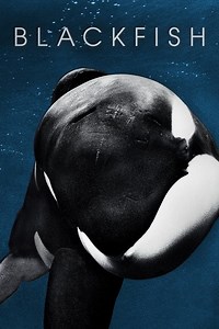 Stream Blackfish (2013): Find it on Netflix, Prime Video, Hulu & more