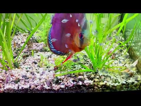 Baby Discus in Planted Tank @kunstimmer #aquarium #discus #plantedtank