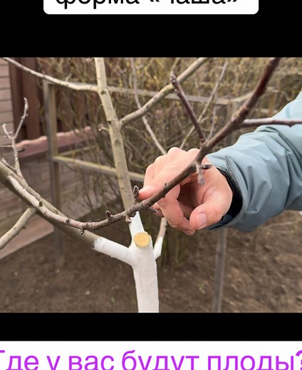 Как найти плодовые почки у яблони