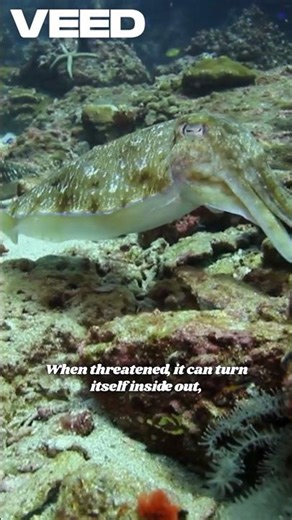 The vampire that glows in the dark!🌌🦑 #DeepSeaMystery