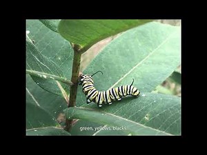 Protecting the Monarch Butterfly