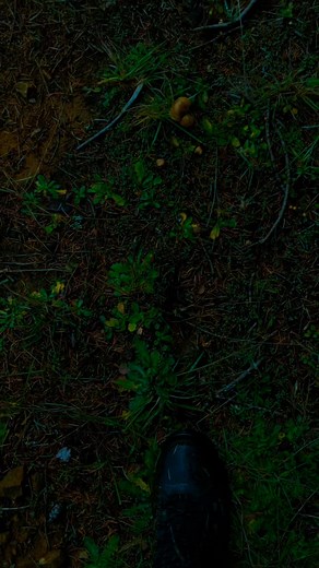 Guide Through the Enigmatic Forest Adventure