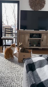 826K views · 22K reactions | BOX DRAMA: Part 1 #cats #catinabox #catdrama | The Loki Show | Facebook