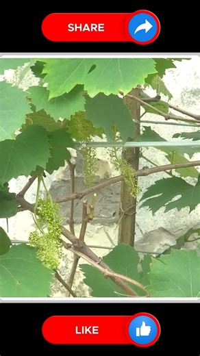 Grapes 🫶🆕 | Small Vegetable Garden