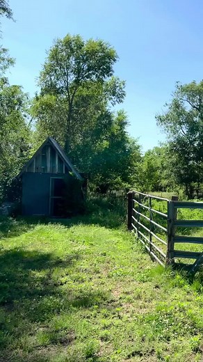 17K views · 190 reactions | Follow for more renovations. But don’t expect more chicken coop renovations. Technically this isn’t even done yet, we still have to add the top chicken wire and the chicken door, we got one of those fancy ones but I couldn’t resist the fog this morning.  | DIY Squid | Facebook