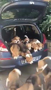 Count the BEAGLES in this car | Beagle Universe