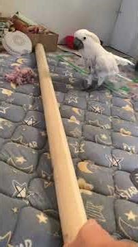 Cockatoo discovers a game Mama reeeaaally doesn't like