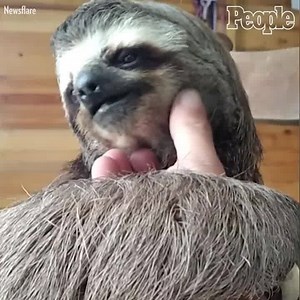 377K views · 8.1K reactions | This sloth deserves all the pets.  | People | Facebook