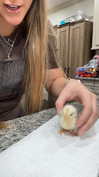 How to Fix an Injured Chick Leg at Home