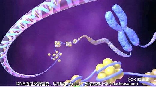 细胞周期有丝分裂3D动画展示