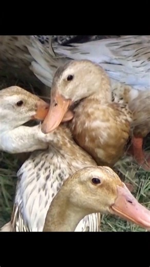 Bầy Vịt Đẻ Chạy Đồng Triệu Con Đông Ngẹt Ruộng | Duck Song