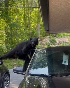 127K views · 622 reactions | Who knew bears would be so good at breaking into cars?  | UNILAD | Facebook