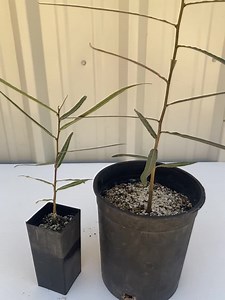 Queensland Bottle Tree (brachychiton Rupestris) – Rare Drought-tolerant Tree – Grown in Elfin Forest, California - Etsy