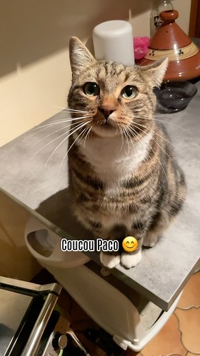 Pablo & Rodrigo on Instagram: "Vous l’attendiez tous… Voici enfin la dégustation du Creamy de Paco, alias Paquito, alias Le Chat Potelé du Chartel 😂 . . . #funny #cat #cute #pourtoi #lechartel #Paco #humour #drole #mignon"