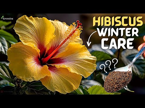 A Complete Guide on Hibiscus Plant Winter Care! (6 TRICKS*)
