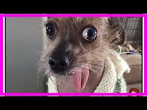 20 divertidos memes de perros que te harán llorar de risa
