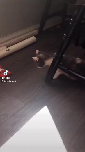 Scaredy cat 🤨 #cat #catsoftiktok #kitten #kittensoftiktok #cuteanimals #cutecats
