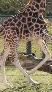 Home to 57 iconic African species from giraffes, zebra and vultures to 15,000 locusts! 😮 The BIGGEST zoo habitat ever created in the UK that will boost our vital conservation efforts for years to come! 🌍 HEART OF AFRICA opens Saturday 5 April 🤎🦒 | Chester Zoo