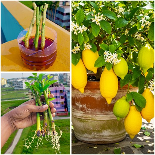 18K views · 361 reactions | Stem to plant at home || Tips & tricks for grow lemon plant at home | DIY IndoorGarden | Facebook