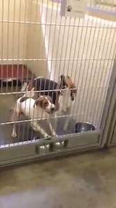 121 shares · 6 comments | Here is a view from inside the Pike County Animal Shelter where 28 dogs received a stay of execution at least for today. Please call the Shelter if you can adopt or foster one of these dogs at (606) 432-6293. The shelter will be open until 4:00 this afternoon and is located at 527 Lykens Creek Road. | Mountain Top News | Facebook