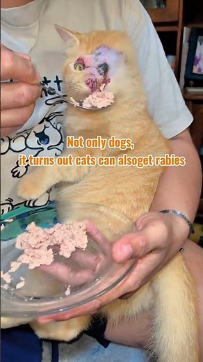 Your Sweet Cat Could Turn Dangerous… Here’s Why!