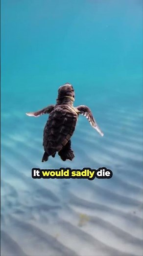 What Turtle Looks Like Without Shell! 😰