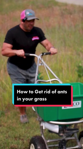 You don't have to hire a company to get rid of ants in your lawn. Here's how you can get rid of ants yourself at home. Pest control professionals use a product called granular bifenthrin. You can order this yourself and spread a small amount of it in your lawn. The product will activate next time it gets wet and all your ants will be gone. #summer #ants #pestcontrol #infestation #eww #gross #diy #insects #bugs #howto
