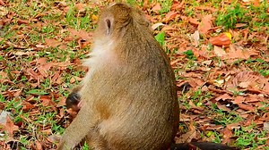 9.5K views · 260 reactions | Newborn crying by scared mom catch up so te-rrible #monkey | Monkey New | Facebook