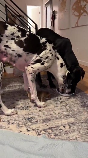 15K views · 624 reactions | Great Dane feeding frenzy + Froggy 藍 | Dear Danes | Facebook