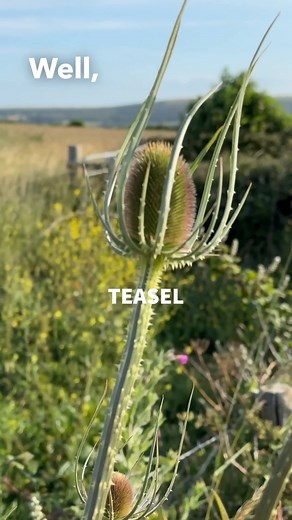 9K views · 1K reactions | #Teasel a particularly #Triffid looking...