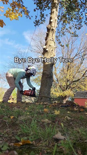 Dropping the Holly Tree