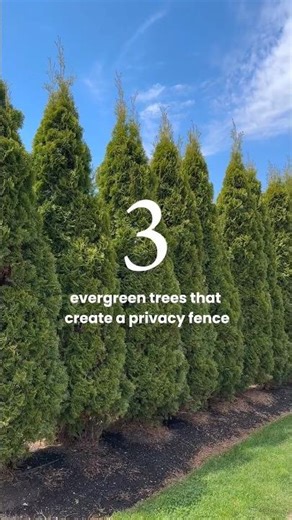 Privacy Trees | Fast Growing Trees #fastgrowingtrees #privacytrees #hedges #landscaping