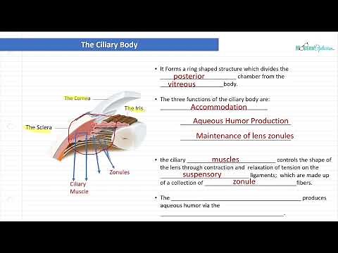 Optician Training: The Ciliary Body (Ocular Anatomy Lecture 7)