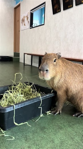 Capybara Café: The Adorable Mess Makers of Tokyo