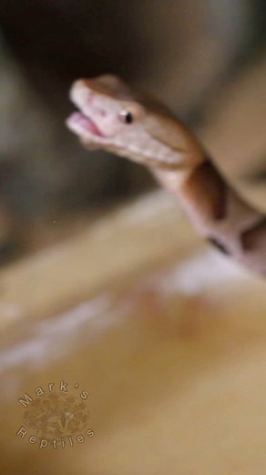 BABY Copperhead drinking some water. I thought there was going to be some fang foldage at the beginning! A lil partial one though. #babysnake #copperhead #agkistrodon #water #venomous #snakes #venomoussnakes | Mark’s Reptiles