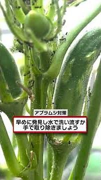 [Okra Growing] Enjoy a Long Harvest! Maintenance and Pest Control Tips [Share Batake] [Farm Life]...