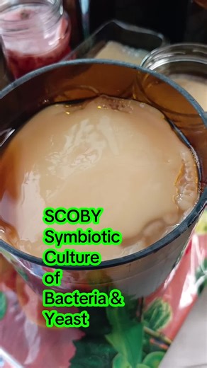 Unlock Gut Health with Kombucha SCOBY Magic