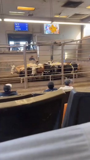 Corriente cattle #zabeehafarms #arhalalmeat #corriente #corrientecattle #longhorns #auction #sale #salebarn #freshcattle #ropingcattle #cattle #fyp | Jonathan Bell