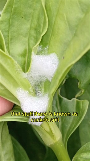 63K views · 1K reactions | Cuckoo spit is a white frothy liquid secreted by the nymphs of a sap-sucking true bugs known as a froghoppers #cuckoospit #froghopper #spittlebug | Get Wild | Facebook