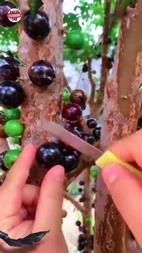 Jaboticaba: Nature’s Weirdest Tree 🍇 This Fruit Breaks All Rules #youtubeshorts #ytshorts #facts
