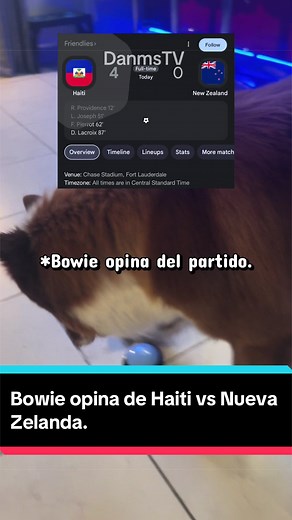 Bowie opina de Haití vs Nueva Zelanda, posteriormente finge chocar con la mesa para preparar uno de sus mejores albures hasta la fecha. Maestro Bowie. #mundial #vlog #funny #perros