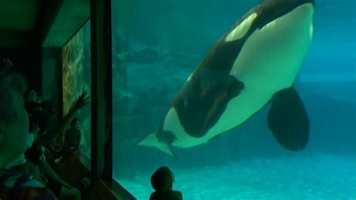 Animal group concerned about Kiska the orca at Marineland