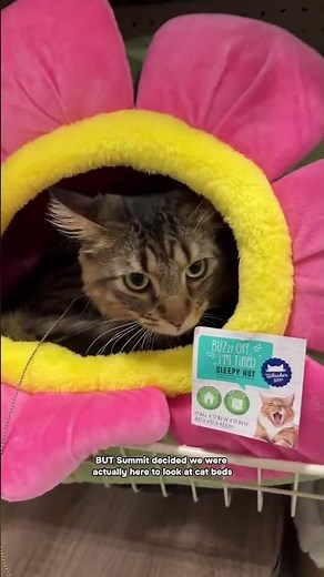 Sharing my favorite kitten harness for training your kitten how to walk on a leash! Obviously, you