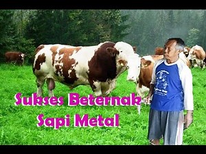 Peternak Sapi Sukses - Cara Berternak Sapi Limosin dan Sapi Metal Sapi Potong Sapi Terbesar