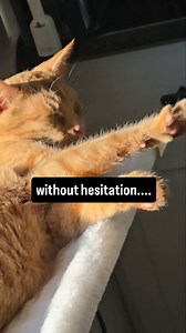 17K views · 643 reactions | What's your favorite breed? ✨ #cat #foryou #foryoupage #fyp #viral | The Traveling Pixie Girl | Facebook