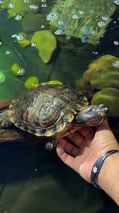 Hold Me | Splash Thee Turtle