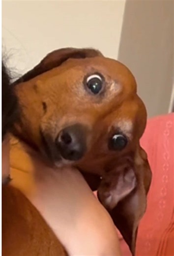 Confused Dog Caught Frozen in Time