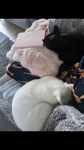 Ziggycat & Bowiecat have no concept of personal space...and I'm TOTALLY here for it! 🥰 Going to stay nice & snuggled watching snowflakes fall until it's time to head out to my second home @qvcuk 🥰 Rather excited to be launching a very special offer from @akt_ldn at 9pm in our Natural Beauty show & then midnight tonight we'll be starting wellbeing Wednesday with lots of Feel Good Beauty 🥰 Also delighted to have an hour of @frankusheruk fashion at 11pm, all at sale prices & last available stock